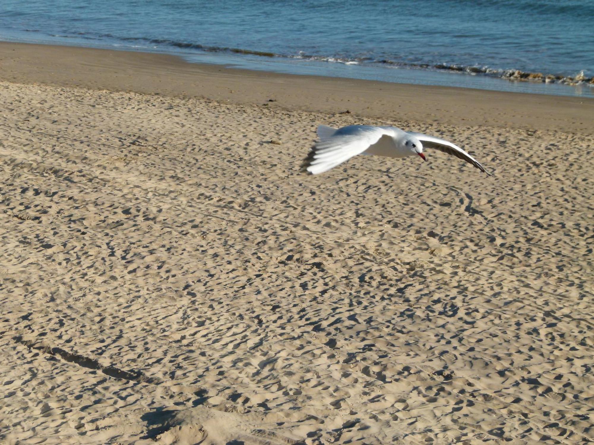 Appartements Front De Mer Sables D'Olonne Les Sables-dʼOlonne 외부 사진